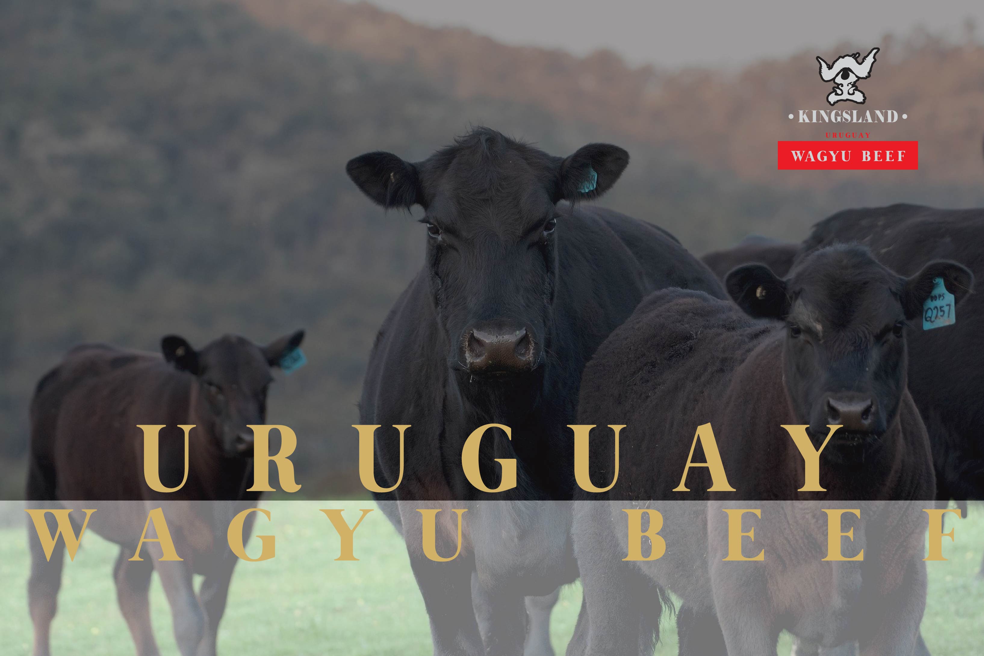 Kingsland_web_assets_Wagyu alive